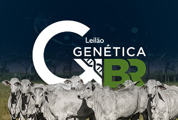LEILÃO GENÉTICA BR - EMBRIÕES